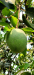 আমি রাজধানীর চাঁপাইনবাবগঞ্জের (ক্ষীরসাপাত) আম